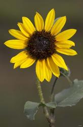 Sunflower On Stem | Obraz na stenu