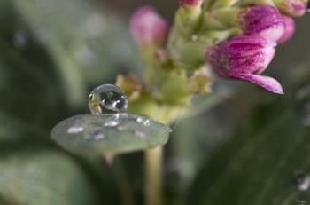 Raindrop And Pink Flower Buds | Obraz na stenu