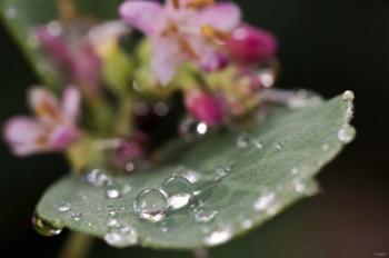 Raindrops On Leaf With Pink Buds | Obraz na stenu