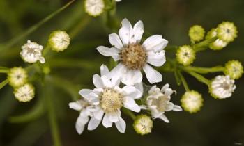 White Wildflowers And Flower Buds | Obraz na stenu