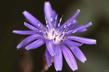 Purple Flower Petals And Dew Closeup III | Obraz na stenu