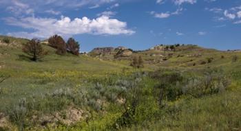 Yellow Wildflowers And Mountains | Obraz na stenu