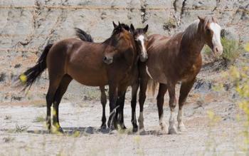 Three Brown Horses | Obraz na stenu