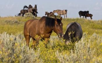 Horses Grazing In Yellow Field I | Obraz na stenu