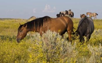 Horses Grazing In Yellow Field III | Obraz na stenu