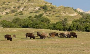 Bison Grazing | Obraz na stenu