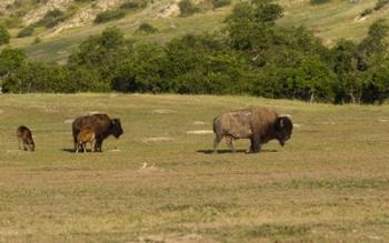 Bison And Baby Bison | Obraz na stenu