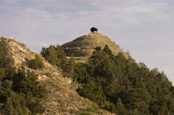 Bison On Mountain | Obraz na stenu