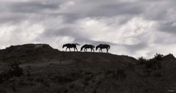 Horse Silhouettes Under Clouded Sky | Obraz na stenu