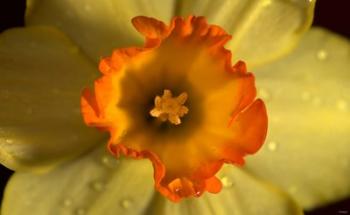 Orange And Yellow Flower Closeup | Obraz na stenu