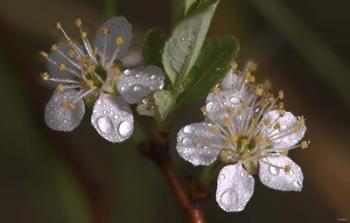 Silver Flowers And Raindrops | Obraz na stenu