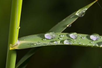 Leaf And Stem With Dew | Obraz na stenu