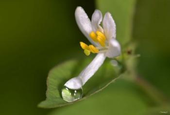 Silver Flower And Raindrop | Obraz na stenu