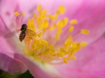 Bee On Pink And Yellow Flower | Obraz na stenu