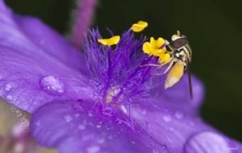 Bee On Purple And Yellow Flower | Obraz na stenu