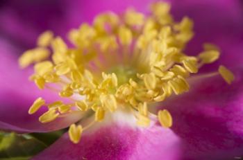 Magenta And Yellow Flower Closeup | Obraz na stenu