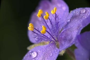 Purple And Yellow Flower After Rain I | Obraz na stenu
