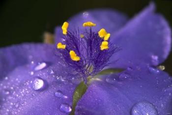 Purple And Yellow Flower After Rain II | Obraz na stenu