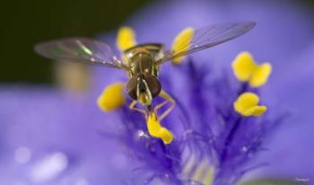 Bee Resting On Purple And Yellow Flower Closeup | Obraz na stenu