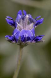 Blue Flower On Stem | Obraz na stenu