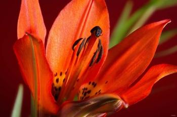 Red Lily With Black Specks | Obraz na stenu