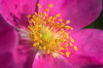 Pink And Yellow Blooming Flower Closeup | Obraz na stenu