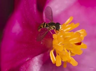 Bee On Pink And Yellow Flower Closeup | Obraz na stenu