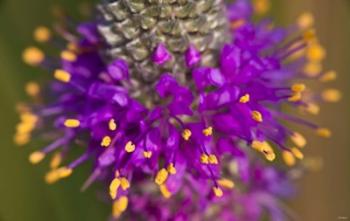 Purple And Yellow Flower On Green Closeup | Obraz na stenu