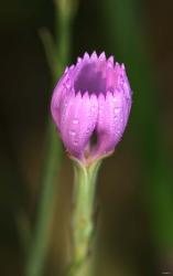 Purple Flower On Stem | Obraz na stenu
