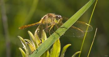 Yellow Dragonfly On Leaf | Obraz na stenu