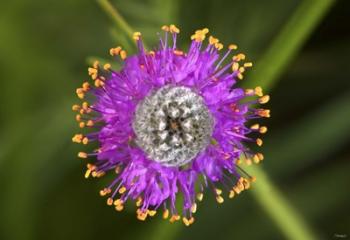 Yellow And Purple Flower With Fibrous Center | Obraz na stenu