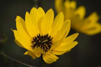 Yellow And Black Flower Bloom | Obraz na stenu