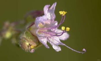 Lavender Flower With Dew | Obraz na stenu