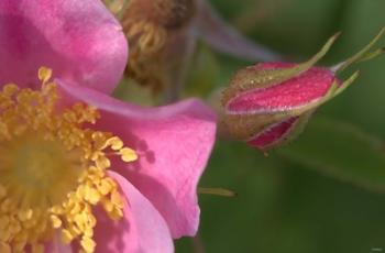 Pink And Yellow Flower And Bud | Obraz na stenu