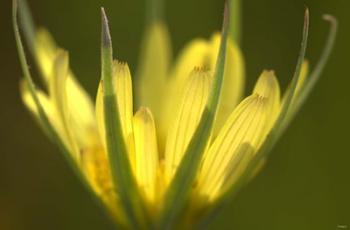 Yellow Flower Petals On Green | Obraz na stenu