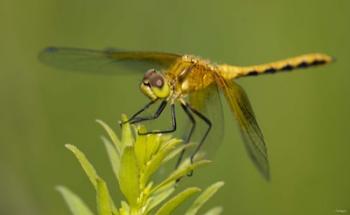 Orange Insect On Green Foliage | Obraz na stenu