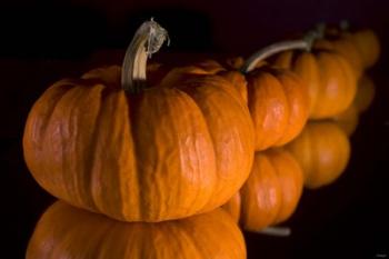 Pumpkin Reflections | Obraz na stenu