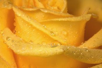 Yellow Rose And Dew Closeup | Obraz na stenu