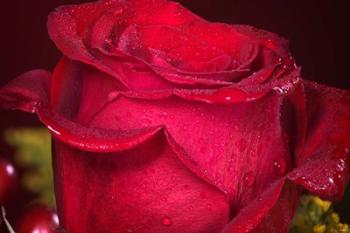 Red Rose And Dew Closeup | Obraz na stenu
