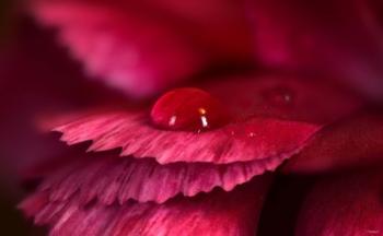 Red Flower Petals And Raindrop | Obraz na stenu