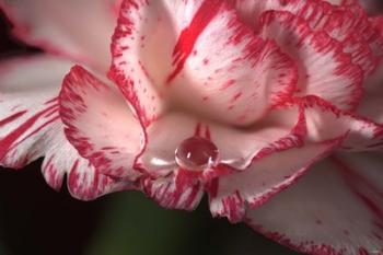 Red And White Carnation And Raindrop | Obraz na stenu