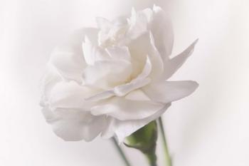White Flower On Stem | Obraz na stenu