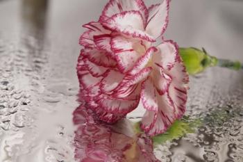 Pink And White Carnation Reflected | Obraz na stenu