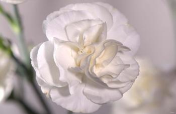 White Flower And Stems | Obraz na stenu