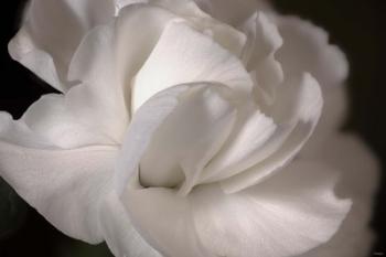 White Flower Closeup | Obraz na stenu