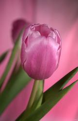 Pink Tulip And Stem On Pink | Obraz na stenu