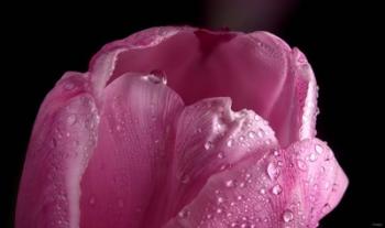 Pink Tulip Petals And Dew | Obraz na stenu