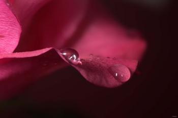 Red Rose Petal And Two Raindrops | Obraz na stenu