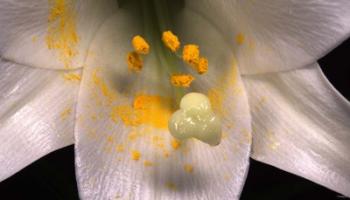 White Flower And Yellow Pollen | Obraz na stenu