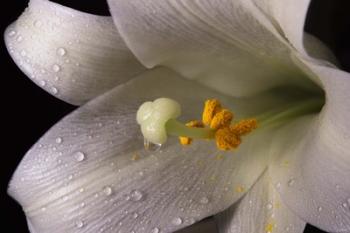 White Lily Closeup | Obraz na stenu
